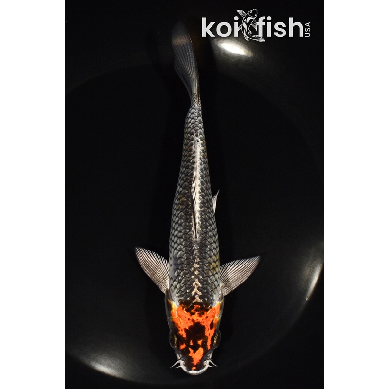 6.25" BENI GINGA