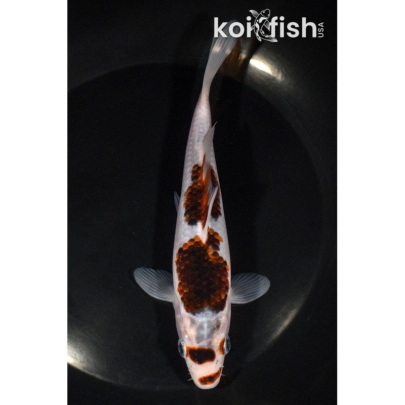 6.25"BUDO GOROMO