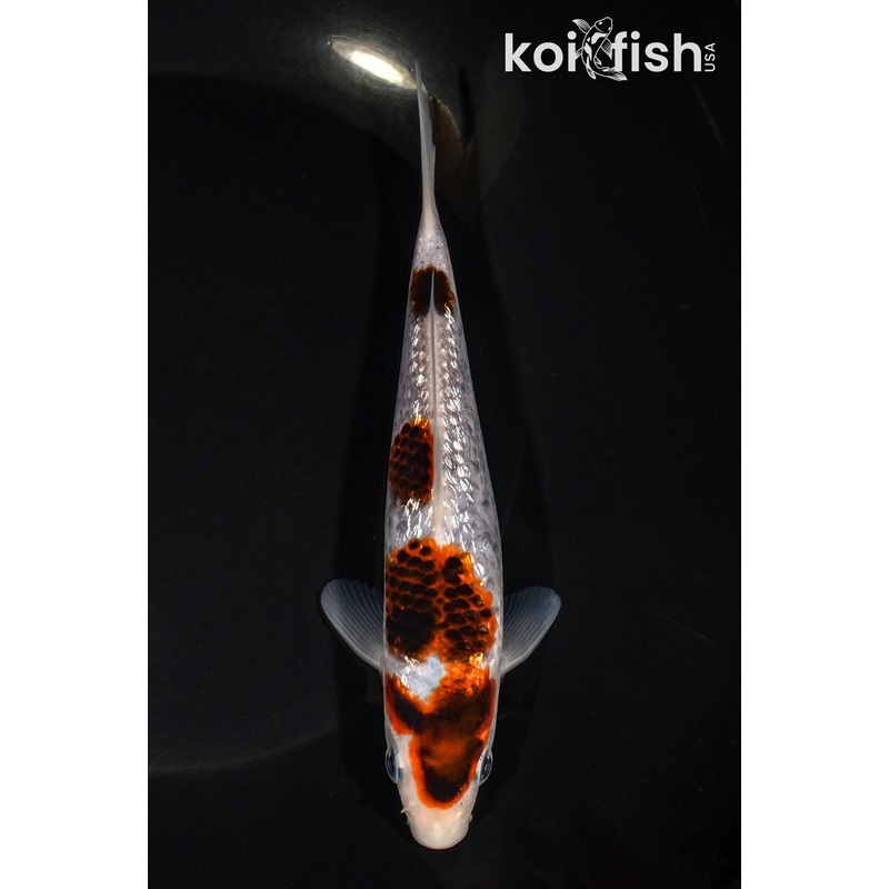 6.25" GINRIN BUDO KOROMO