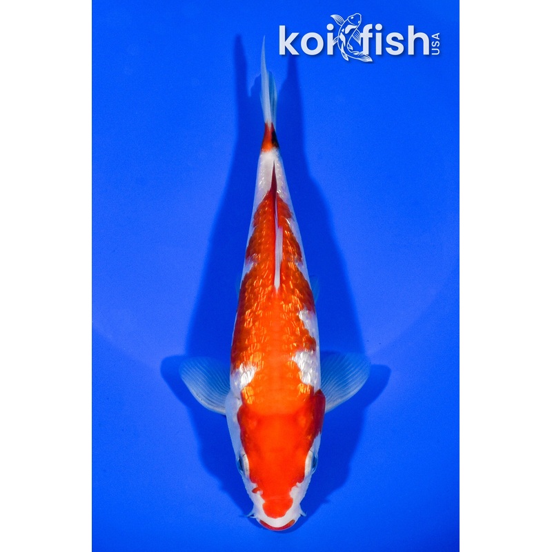 6.25" GINRIN KUCHIBENI SANKE