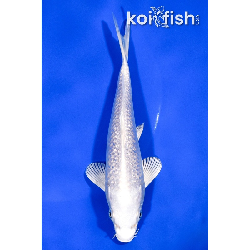6.25" GINRIN PLATINUM OGON