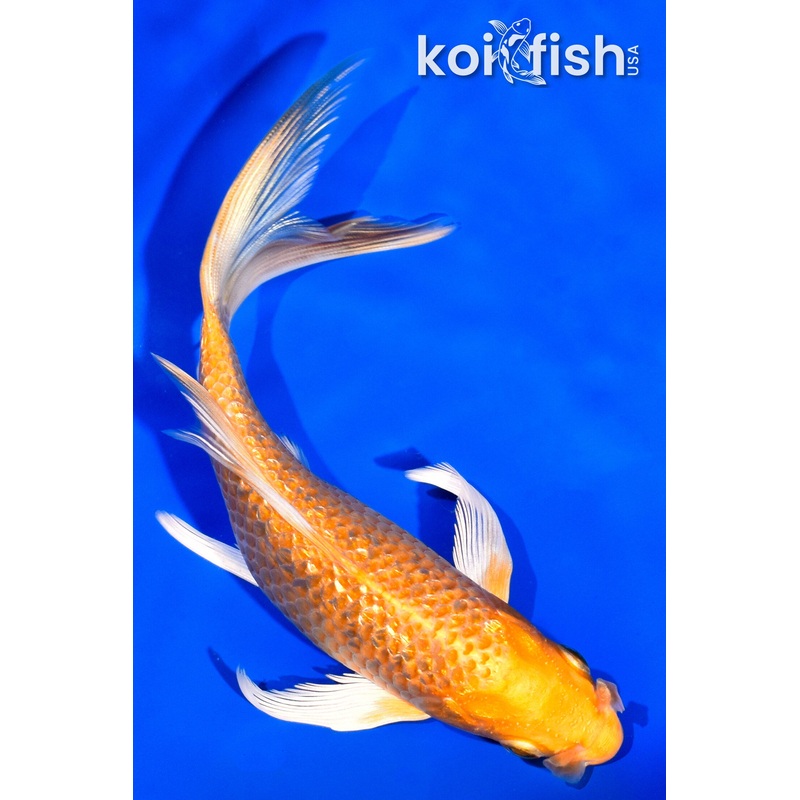 6.25" GINRIN YAMABUKI OGON BUTTERFLY