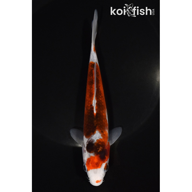 6.25" GOROMO