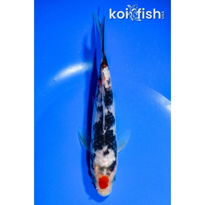 6.25" MARUTEN BENI MATSUKAWABAKE