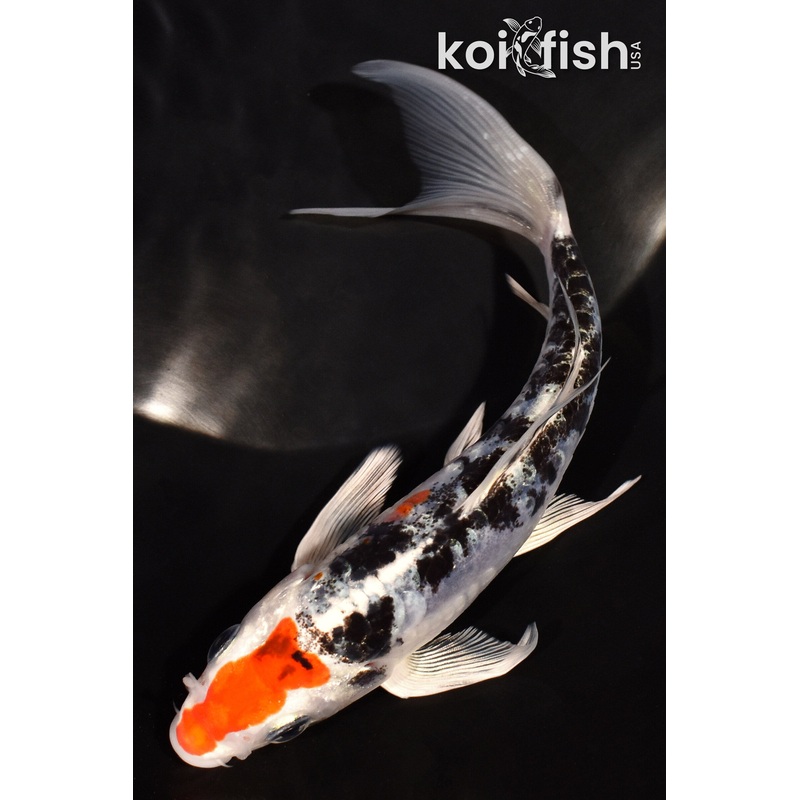 6.25" MARUTEN HEISEI NISHIKI BUTTERFLY