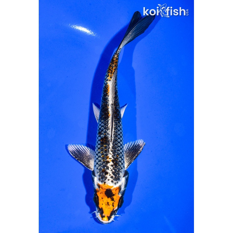 6.5" BENI GINGA