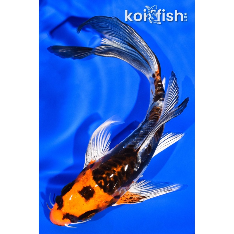 6.5" BENI KIKOKURYU BUTTERFLY
