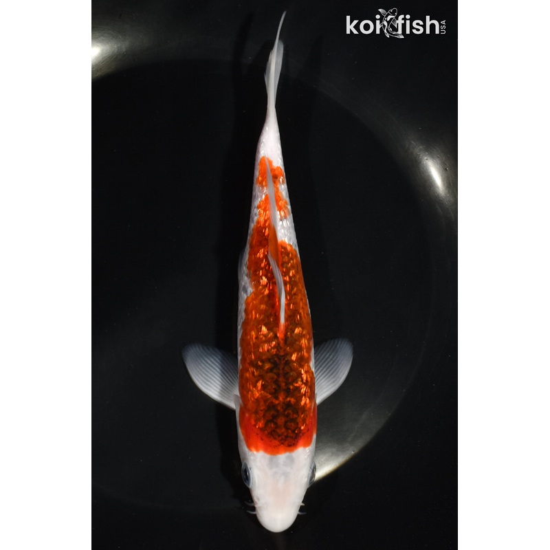 6.5" GINRIN GOROMO