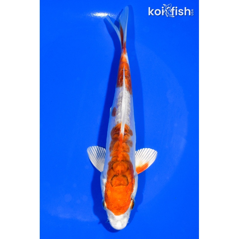 6.5" KIKUSUI