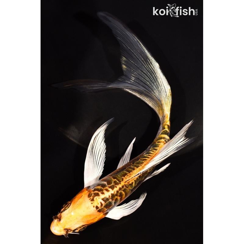 6.5" KIN KIKOKURYU BUTTERFLY