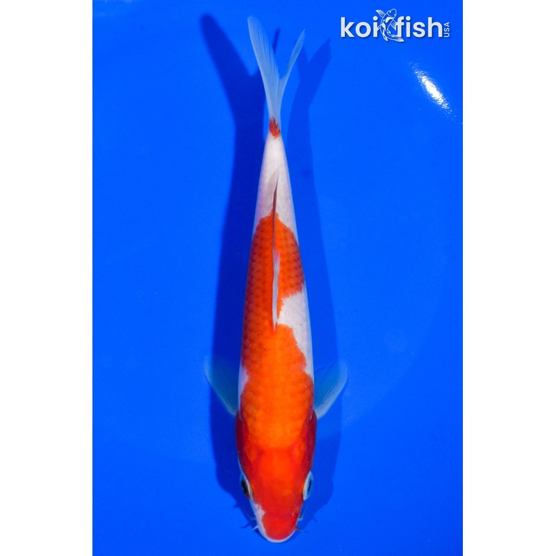6.5' KOHAKU