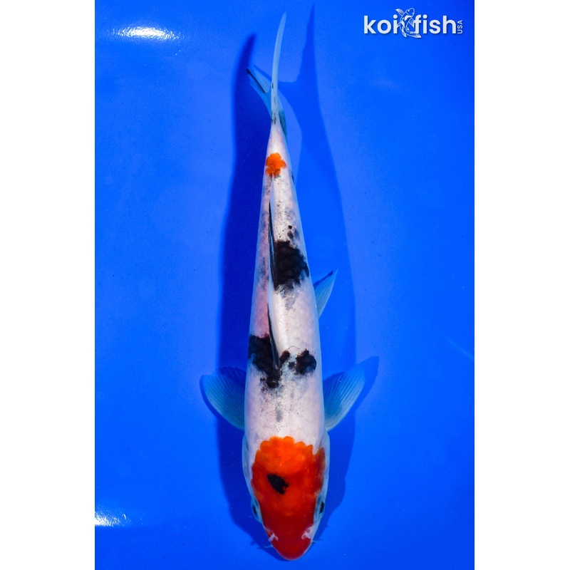 6.5" MARUTEN SANKE