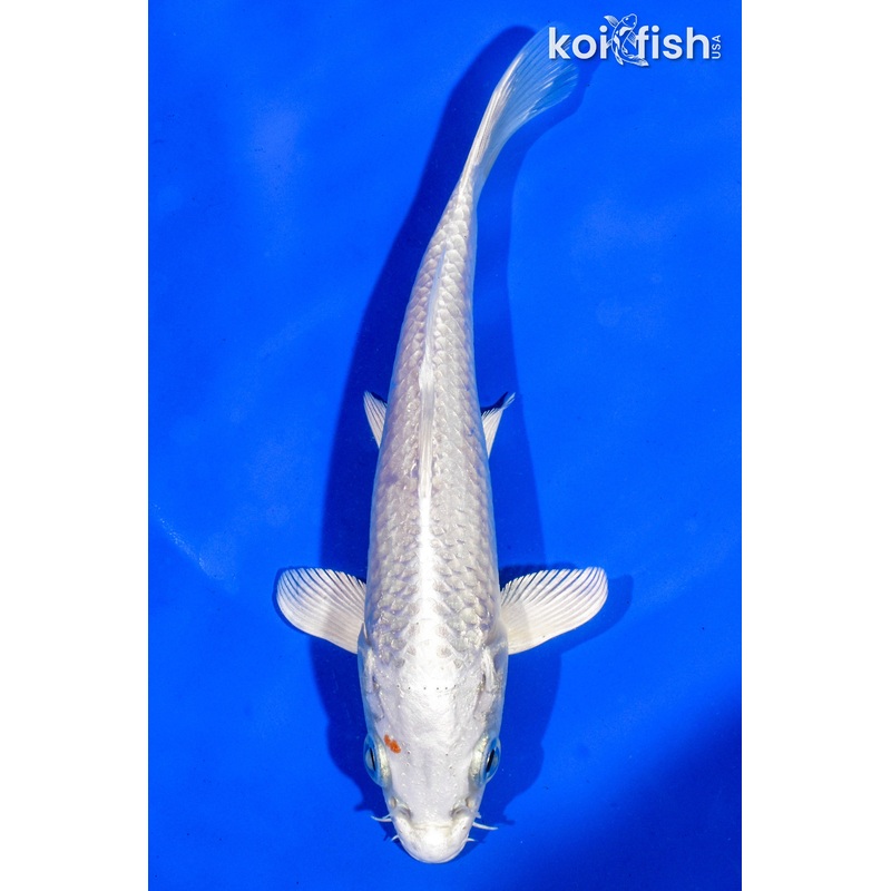 6.5" PLATINUM OGON