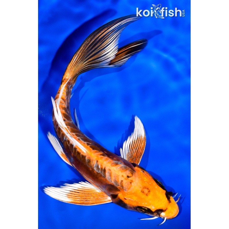 6.75" DOITSU ORENJI MATSUBA BUTTERFLY