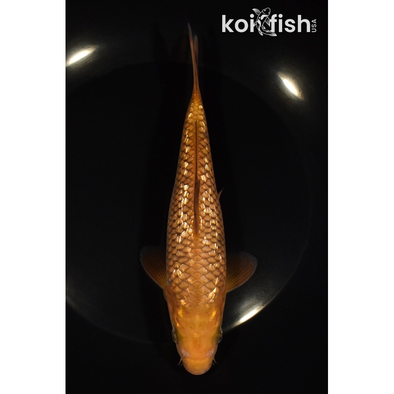 6.75" GINRIN CHAGOI
