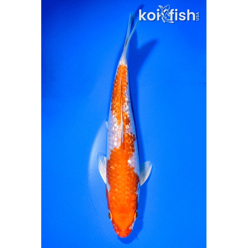 6.75" GINRIN HARIWAKE