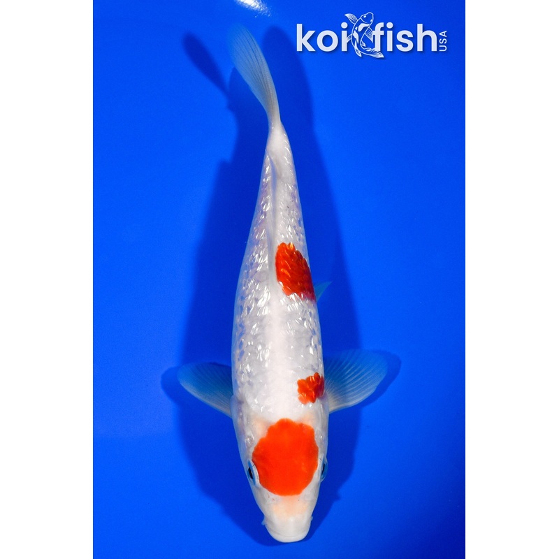 6.75" GINRIN MARUTEN KOHAKU