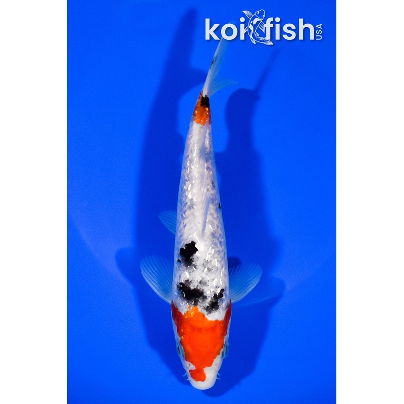 6.75" GINRIN SANKE
