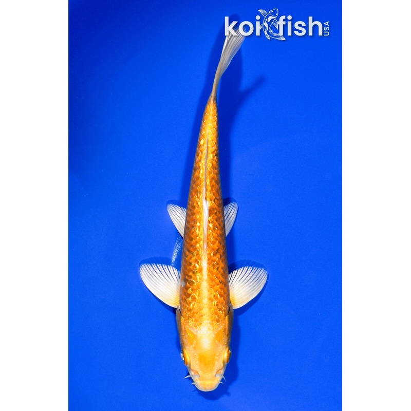 6.75" GINRIN YAMABUKI OGON