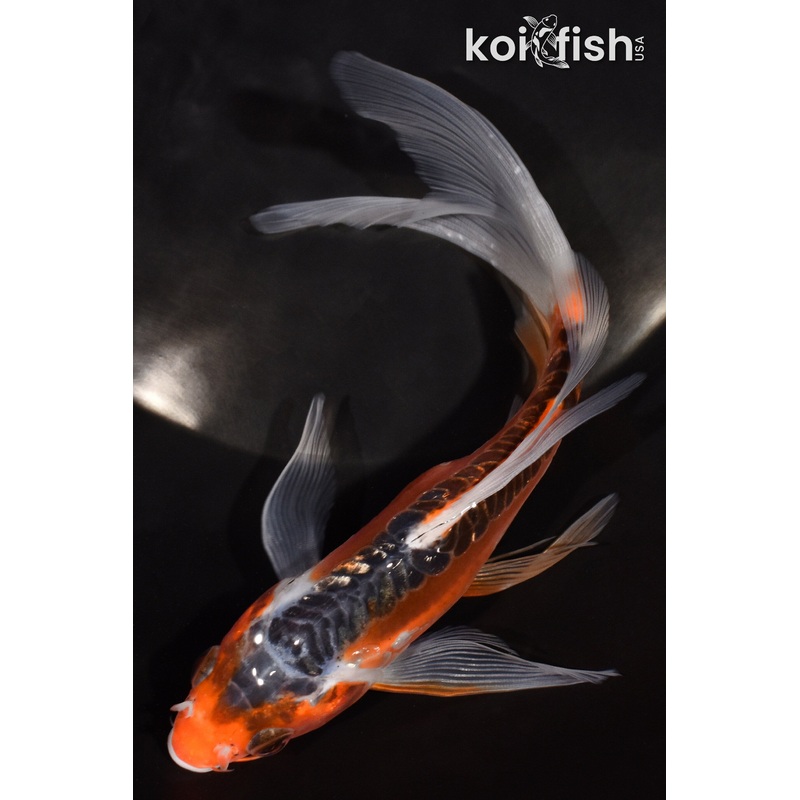 6.75" HI SHUSUI BUTTERFLY