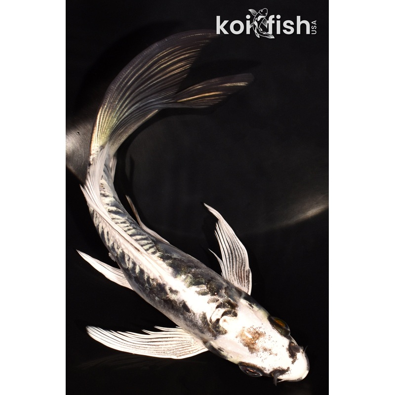 6.75" KIKOKURYU BUTTERFLY