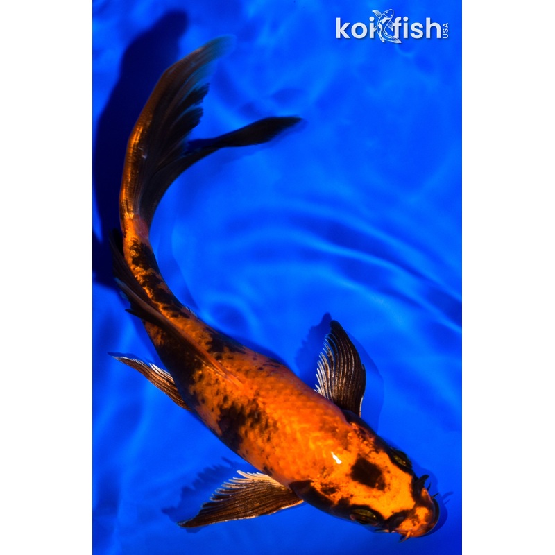 6.75" KIN HI UTSURI BUTTERFLY