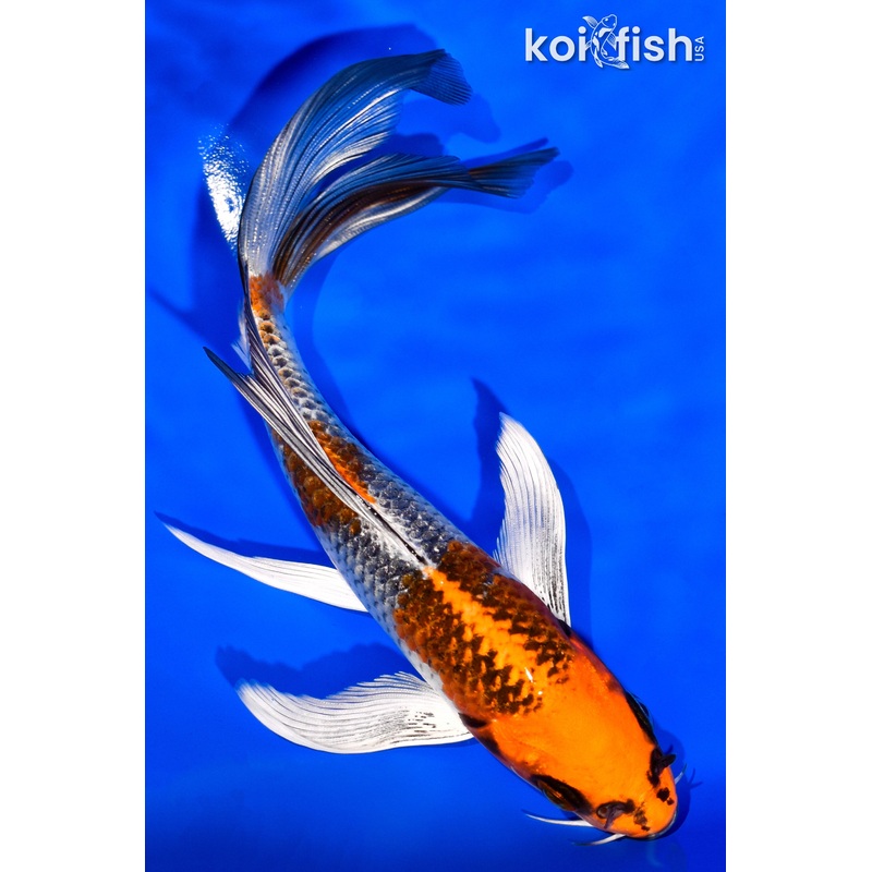 6.75" KUJAKU BUTTERFLY