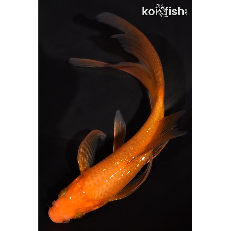 6" CHAGOI BUTTERFLY