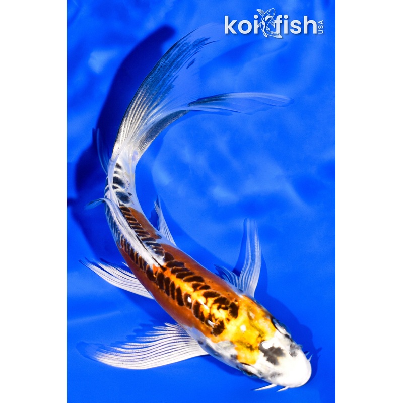 6" DOITSU KUJAKU BUTTERFLY