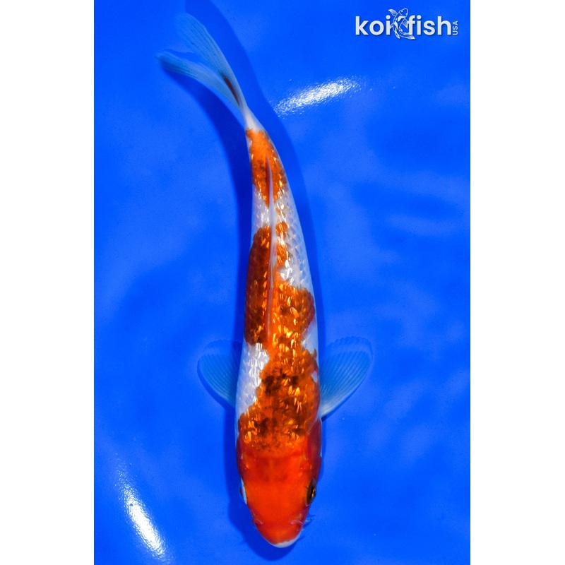 6" GINRIN GOROMO