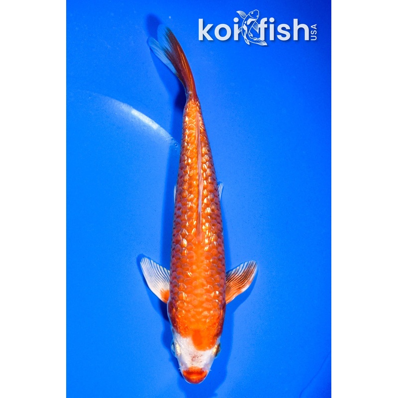 6" GINRIN HARIWAKE