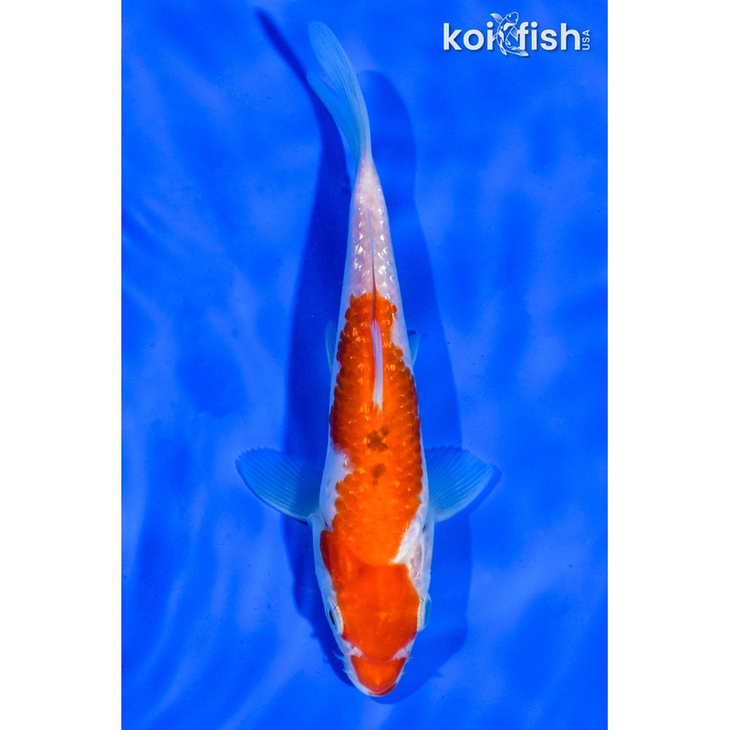 6" GINRIN KOHAKU