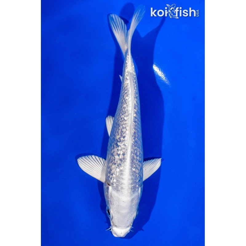 6" GINRIN PLATINUM OGON
