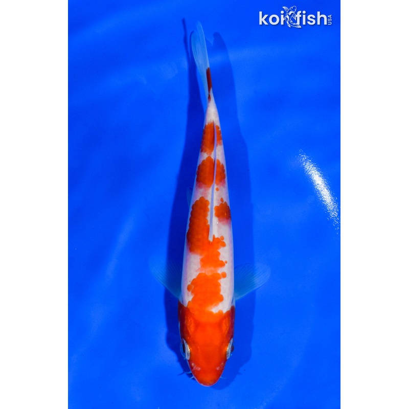 6" KOHAKU