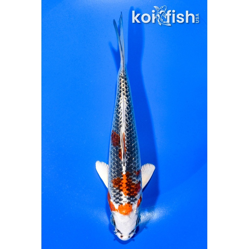 6" KUJAKU
