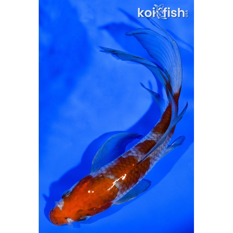 6" OCHIBA SHIGURE BUTTERFLY