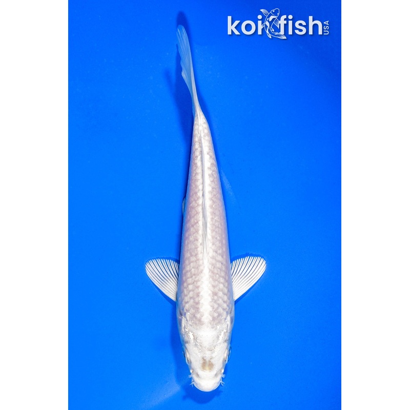 6" PLATINUM OGON
