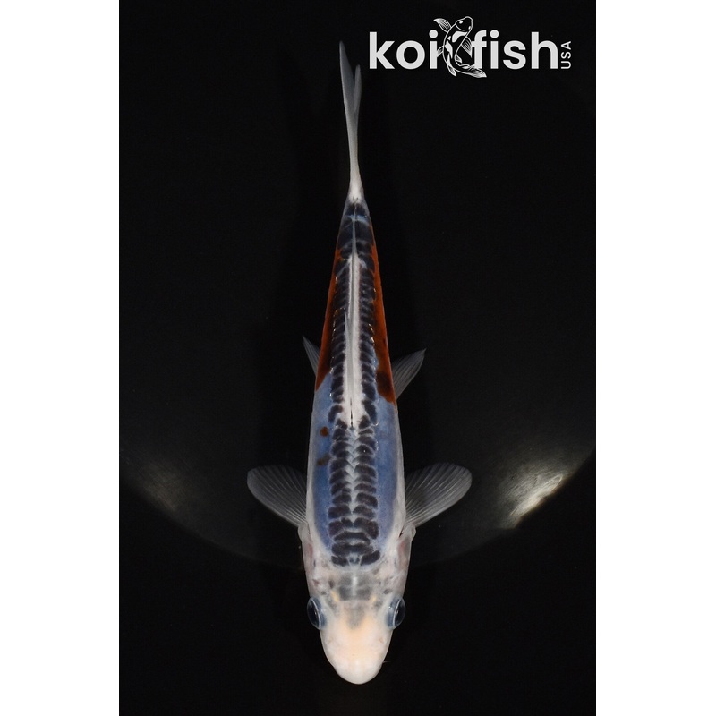 6" SHUSUI