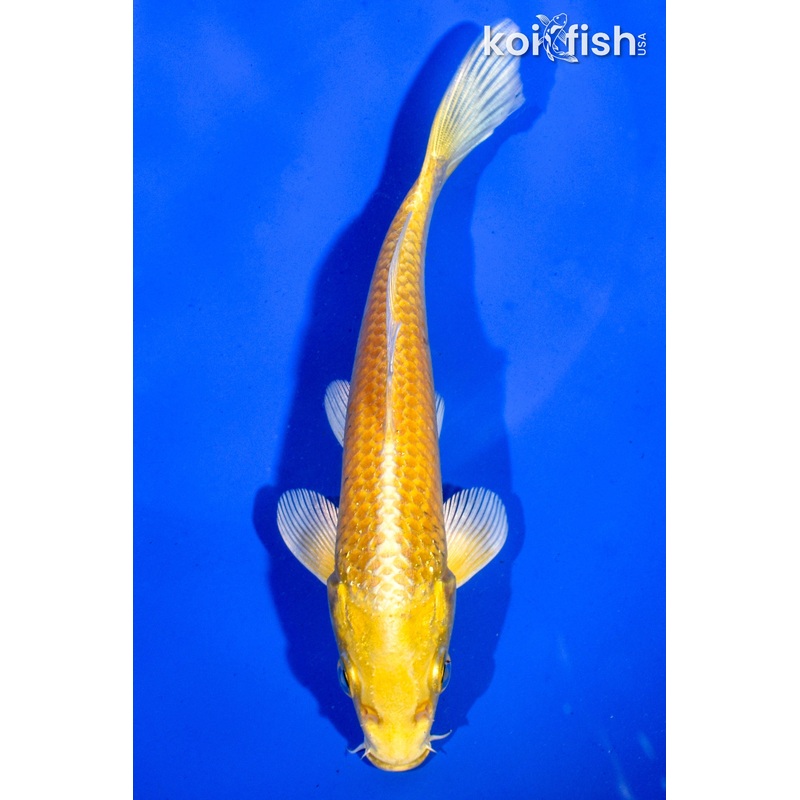 6" YAMABUKI OGON