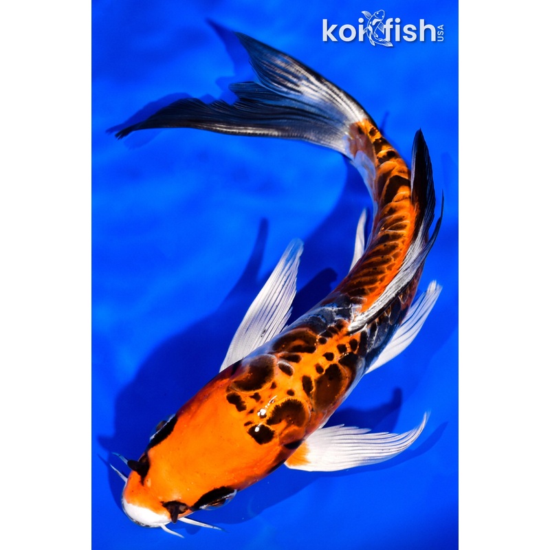 7.25" DOITSU KUJAKU BUTTERFLY
