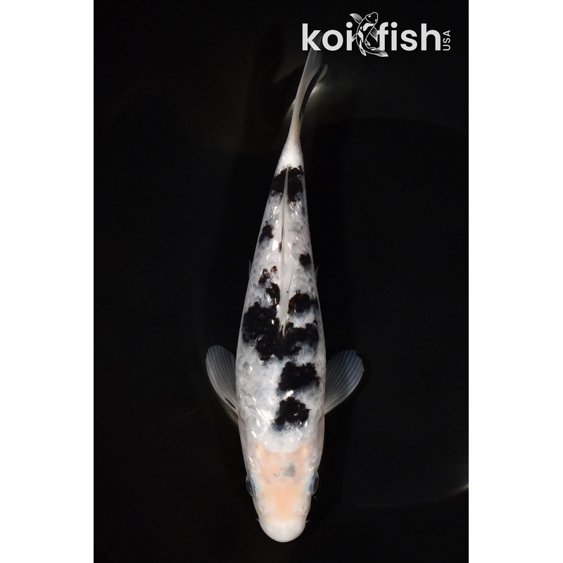 7.25" GINRIN SHIRO BEKKO