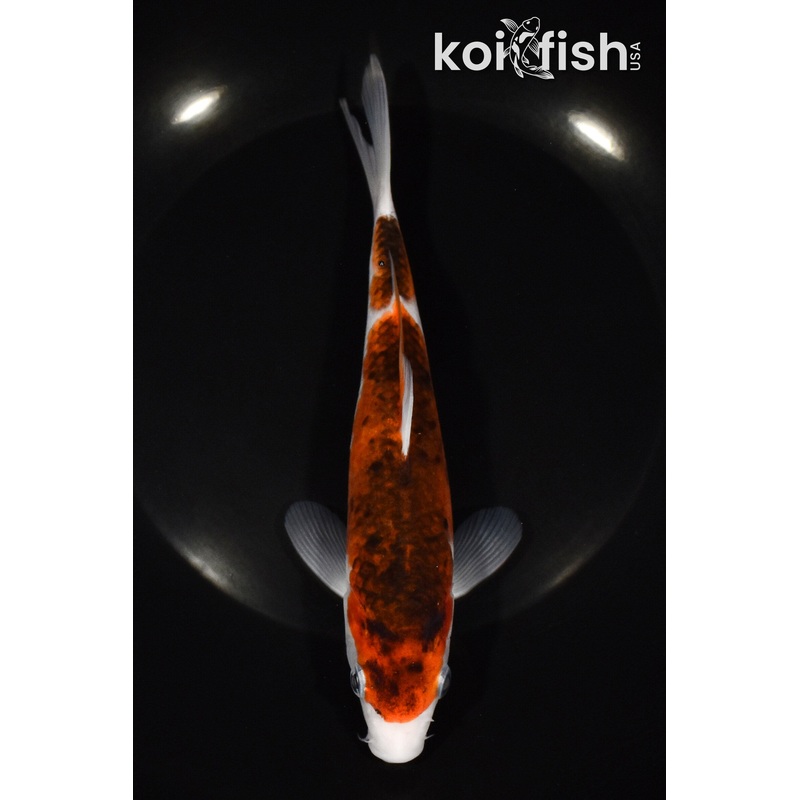 7.25" GOROMO
