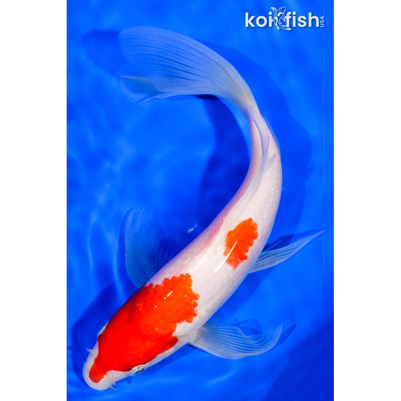 7.25" KOHAKU
