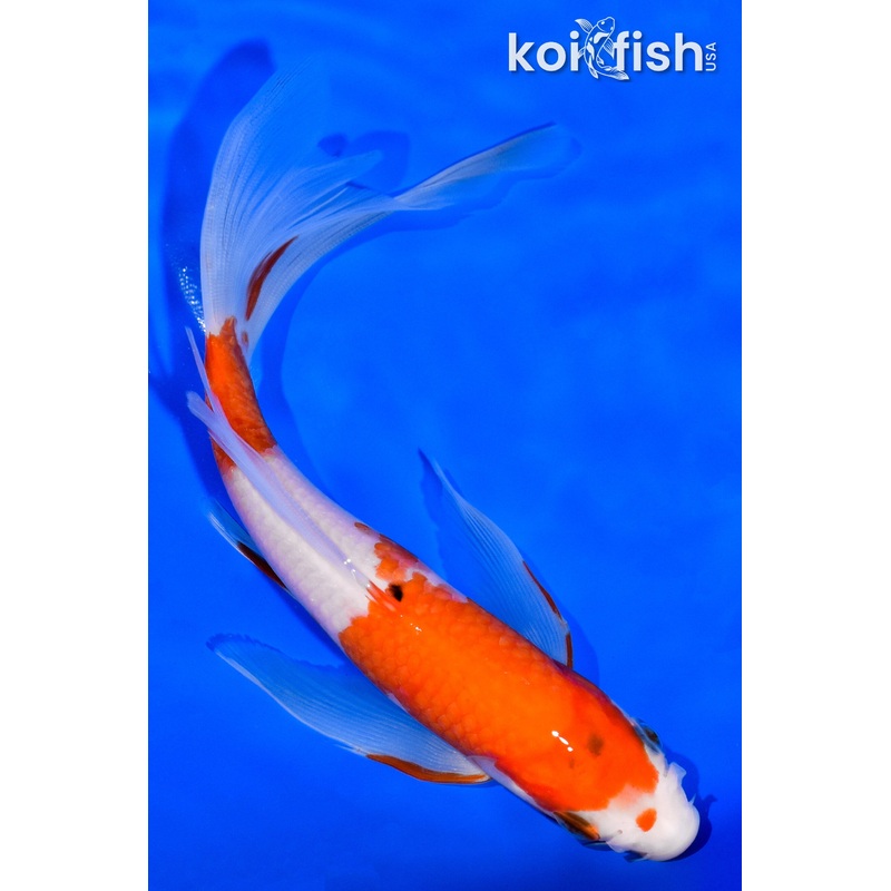 7.25" KOHAKU BUTTERFLY