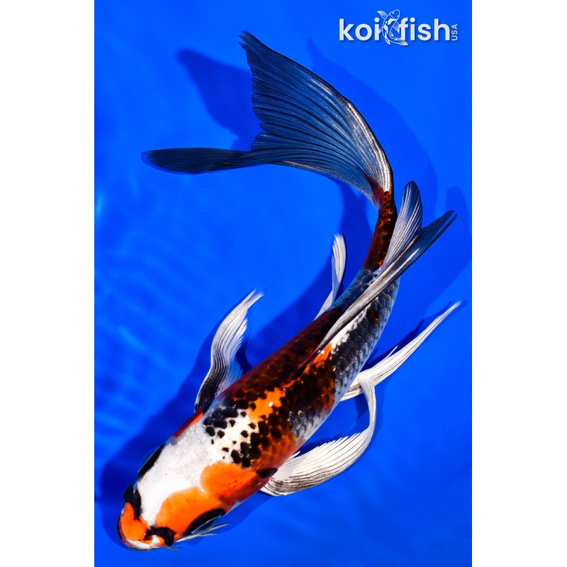 7.25" KUJAKU BUTTERFLY