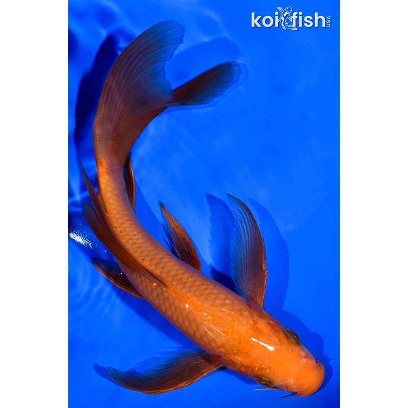 7.5" CHAGOI BUTTERFLY