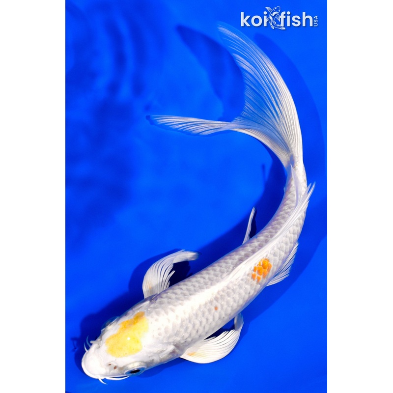 7.5" HARIWAKE BUTTERFLY