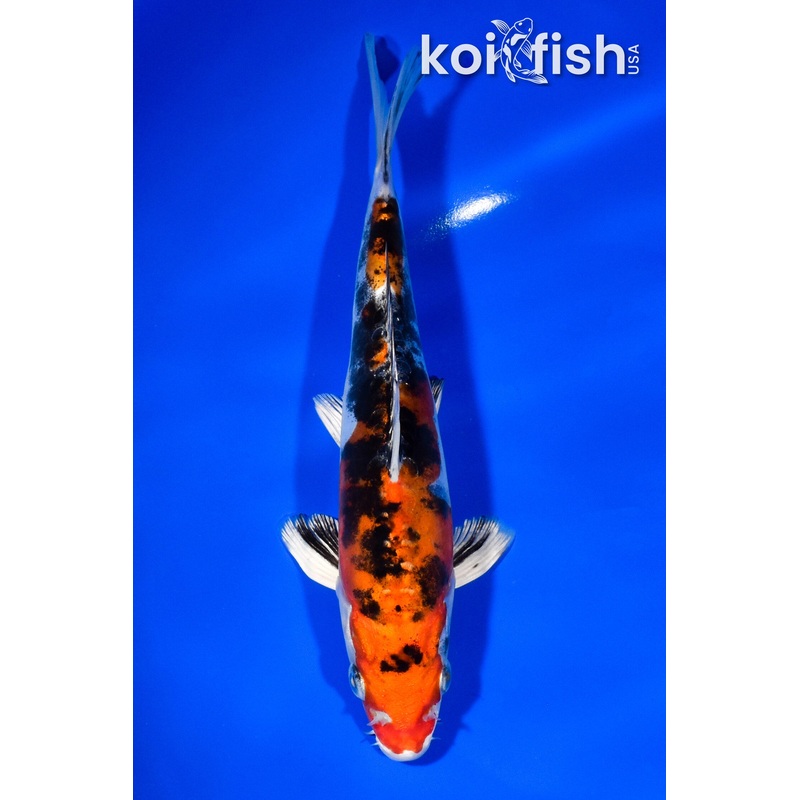 7.5" HEISEI NISHIKI