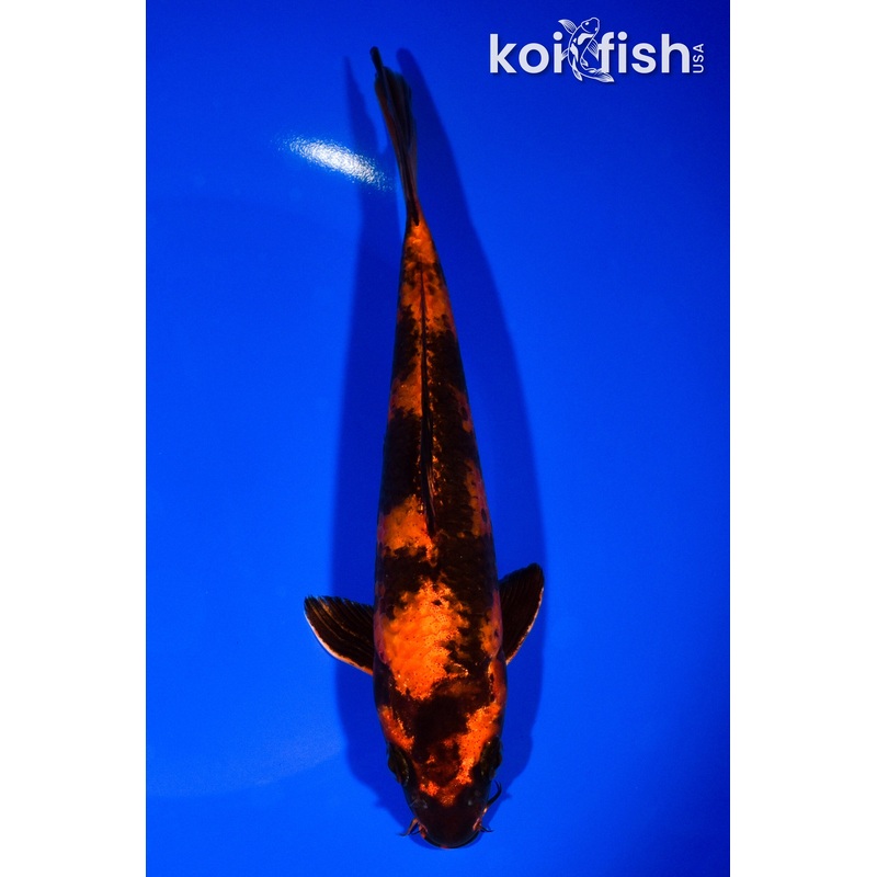 7.5" KIN HI UTSURI