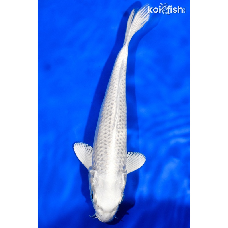 7.5" PLATINUM OGON